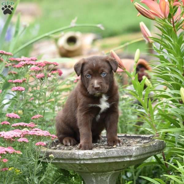 Calgary, Labrador Mix Puppy